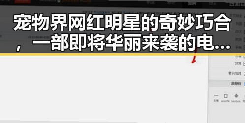 宠物界网红明星的奇妙巧合，一部即将华丽来袭的电影引发的趣味吃瓜