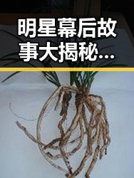 明星幕后故事大揭秘引发讨论淮阳农作物遭哄抢事件关注